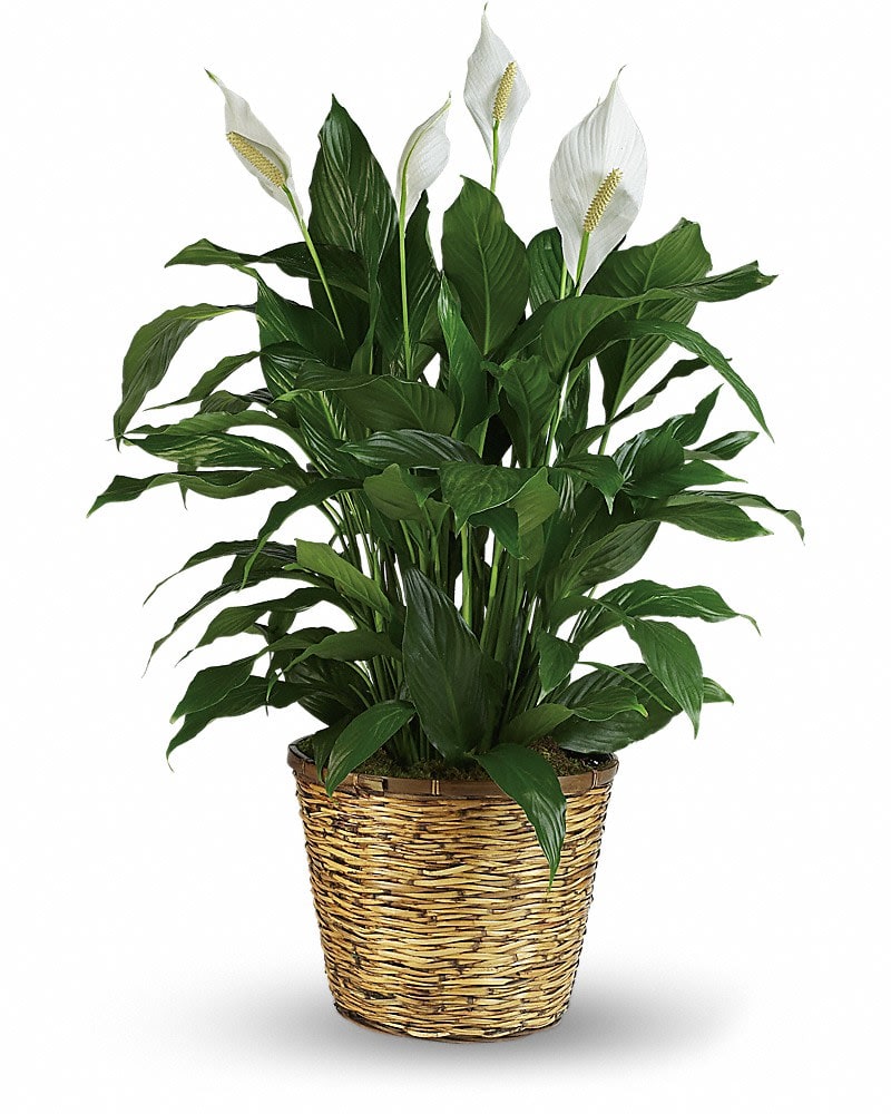 10" Peace Lily  - When you want to make a big impression sending a beautiful spathiphyllum that reaches almost 40" is practically heaven sent. With its glossy leaves and brilliant white blossoms this plant is super easy to care for. At the same time it cares for indoor environments as well cleansing the air of several toxic elements. It's simply elegant and simply wonderful. This large spathiphyllum is delivered in a charming wicker basket.  Upgrade to Deluxe to add a sheer ribbon bow, curly willow, and a butterfly.