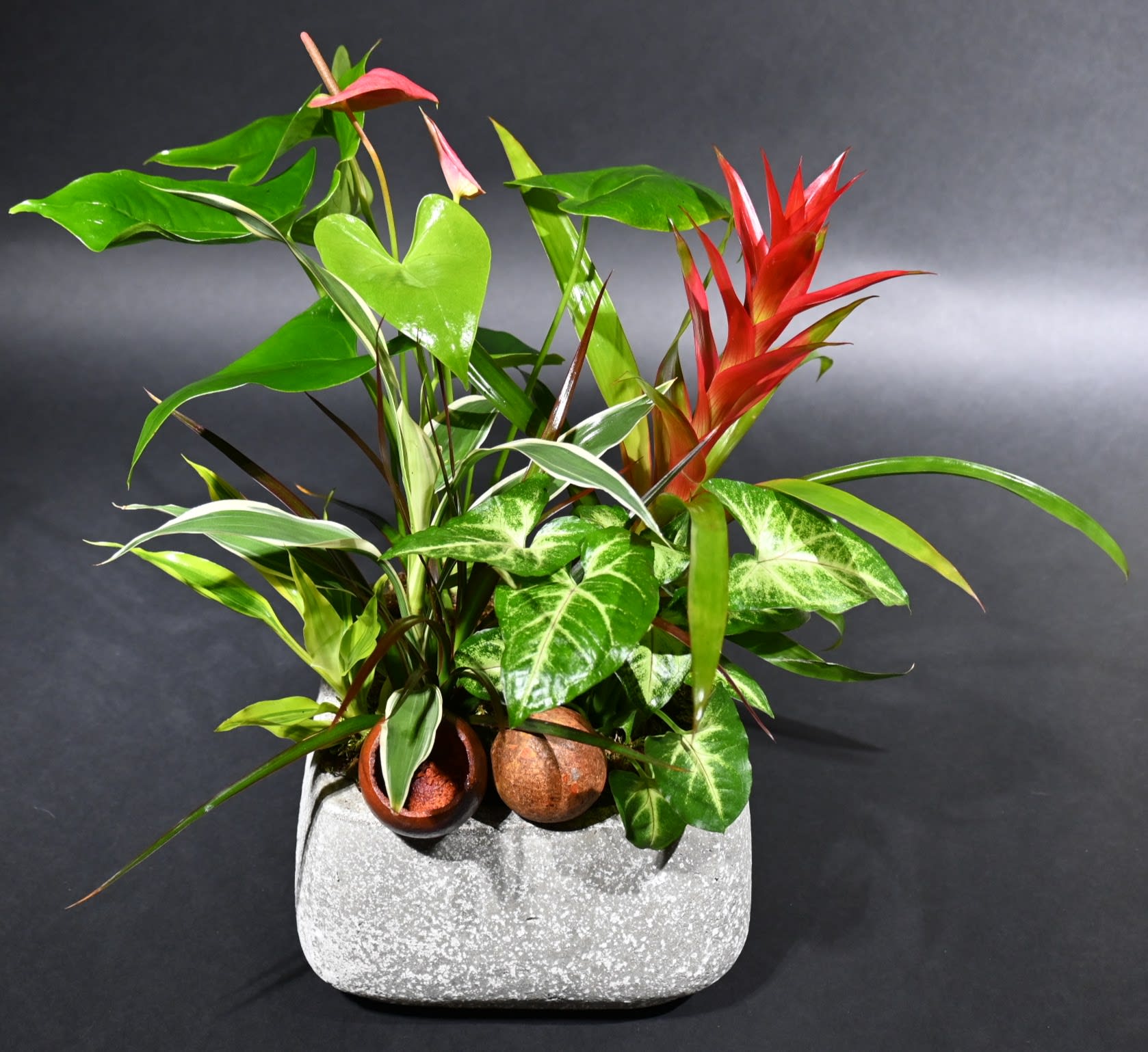 Tropical potted plant arrangement with red bromeliad and mixed green foliage in a gray planter
