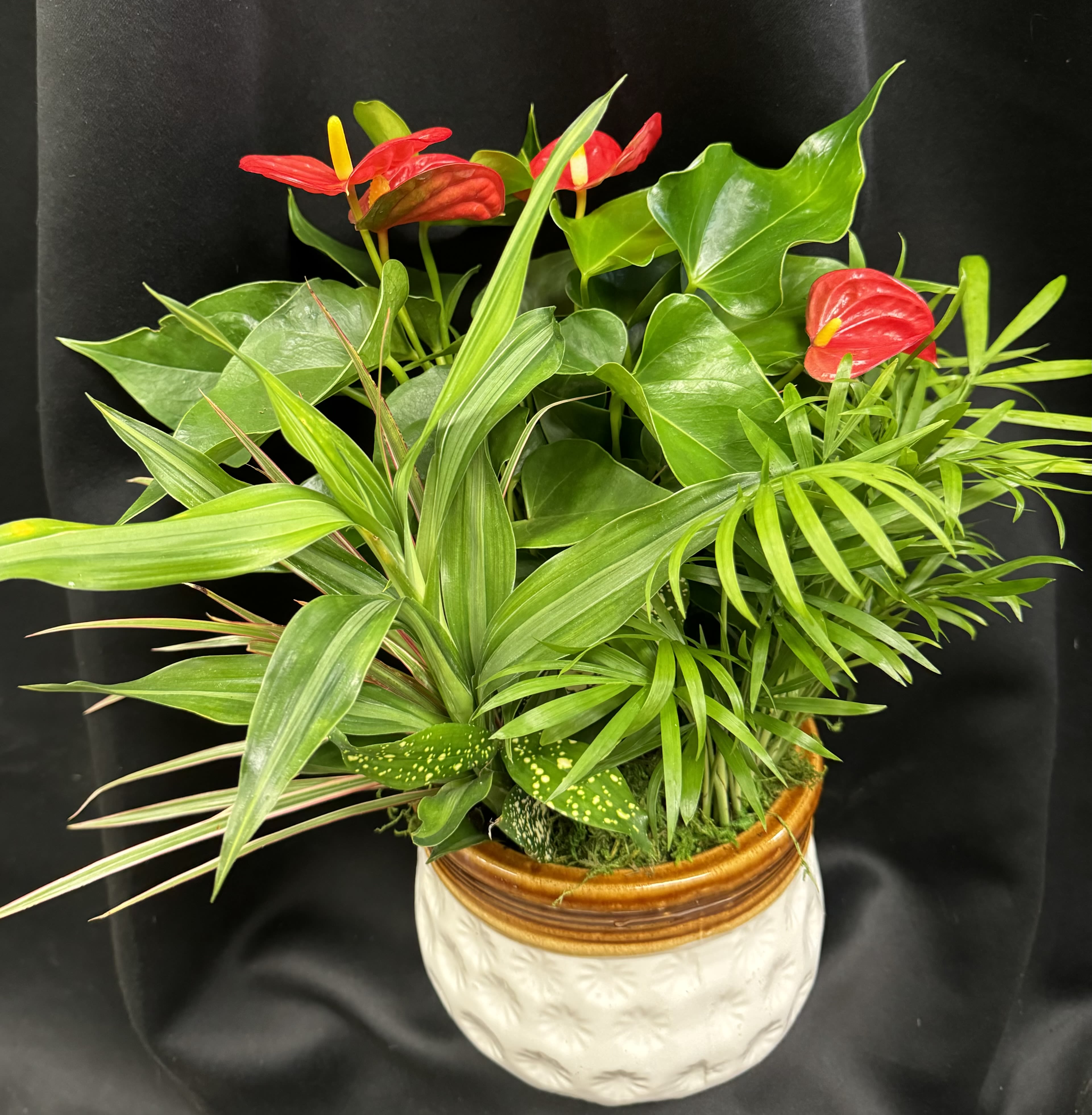 Tropical plant arrangement with red anthuriums in a ceramic pot