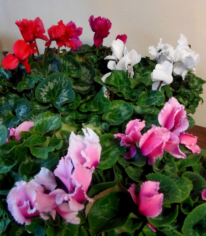 Potted cyclamen plants with pink, red, and white blooms
