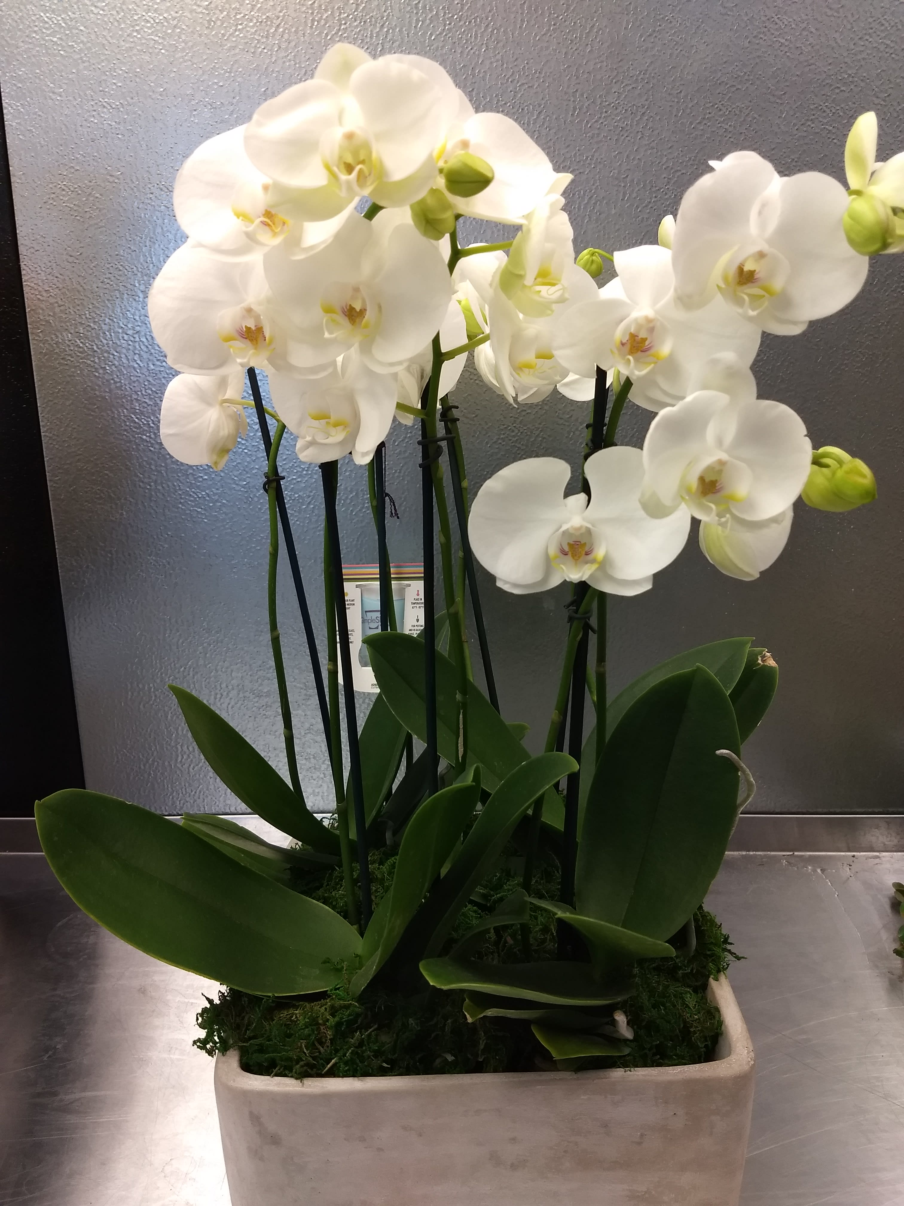 White orchids in a rectangular planter with broad green leaves
