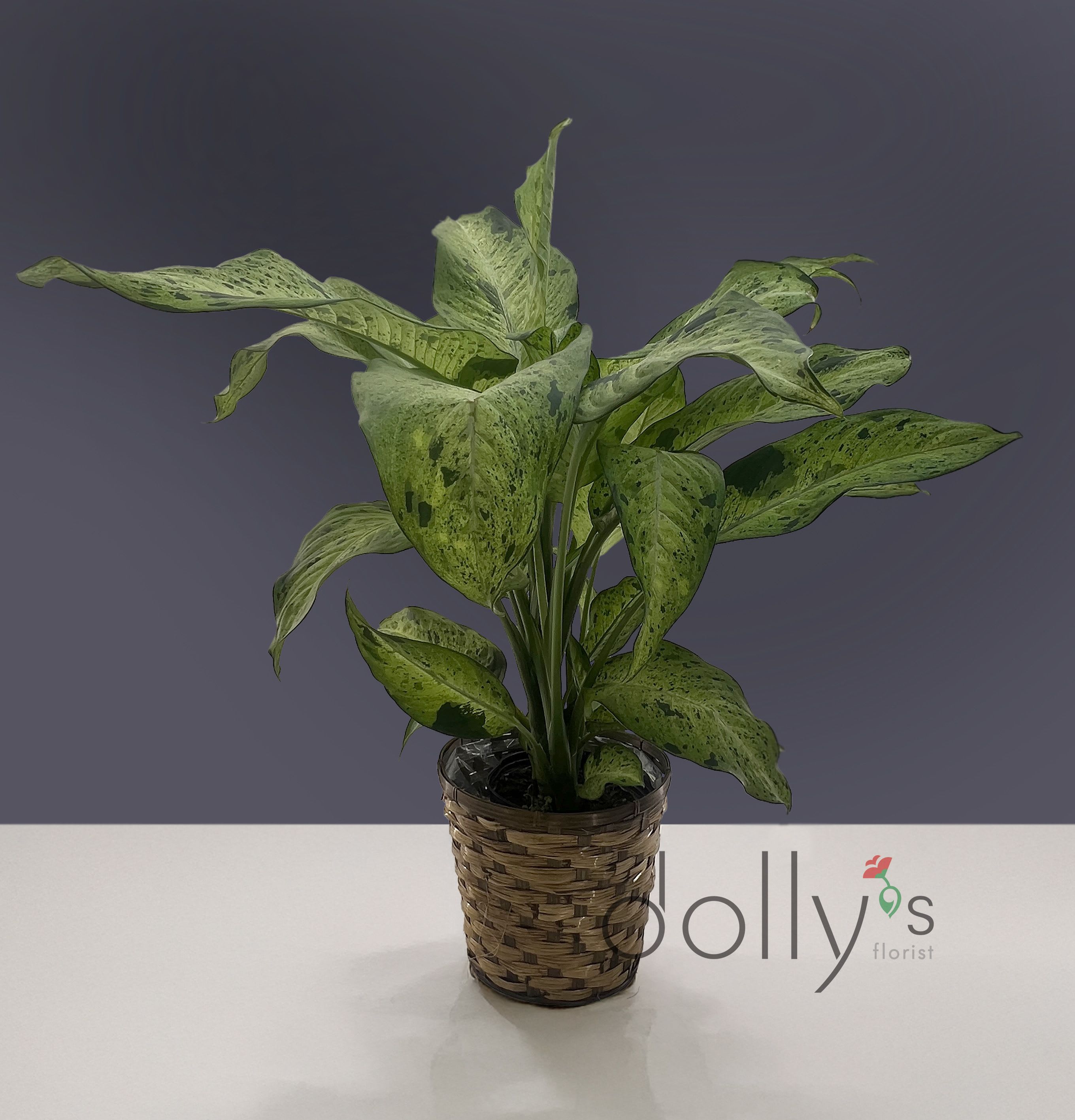 Potted variegated green houseplant in a woven basket cover