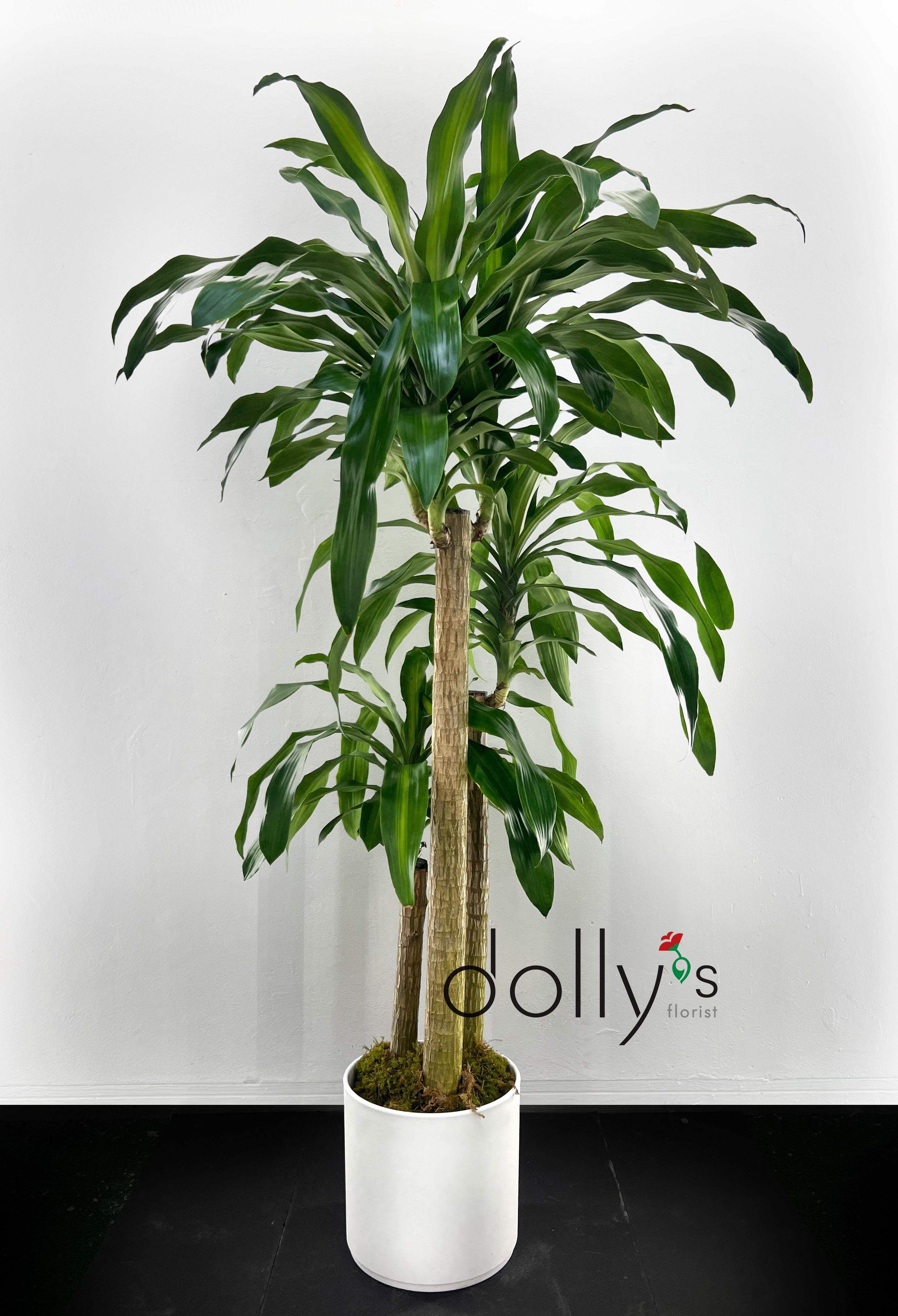 Dracaena Fragrans 5ft (152cm) - 6ft (183cm) - Dracaena Fragrans 5ft (152cm) - 6ft (183cm) in a white base.