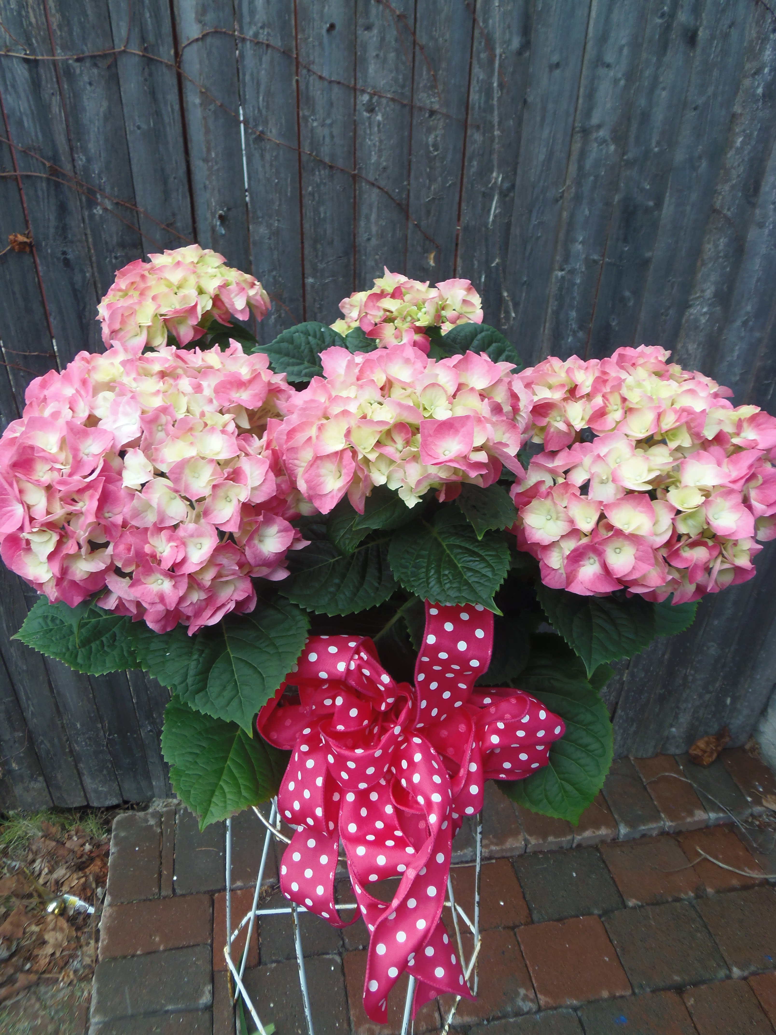 Pink hydrangea plant with a polka-dot ribbon on a stand