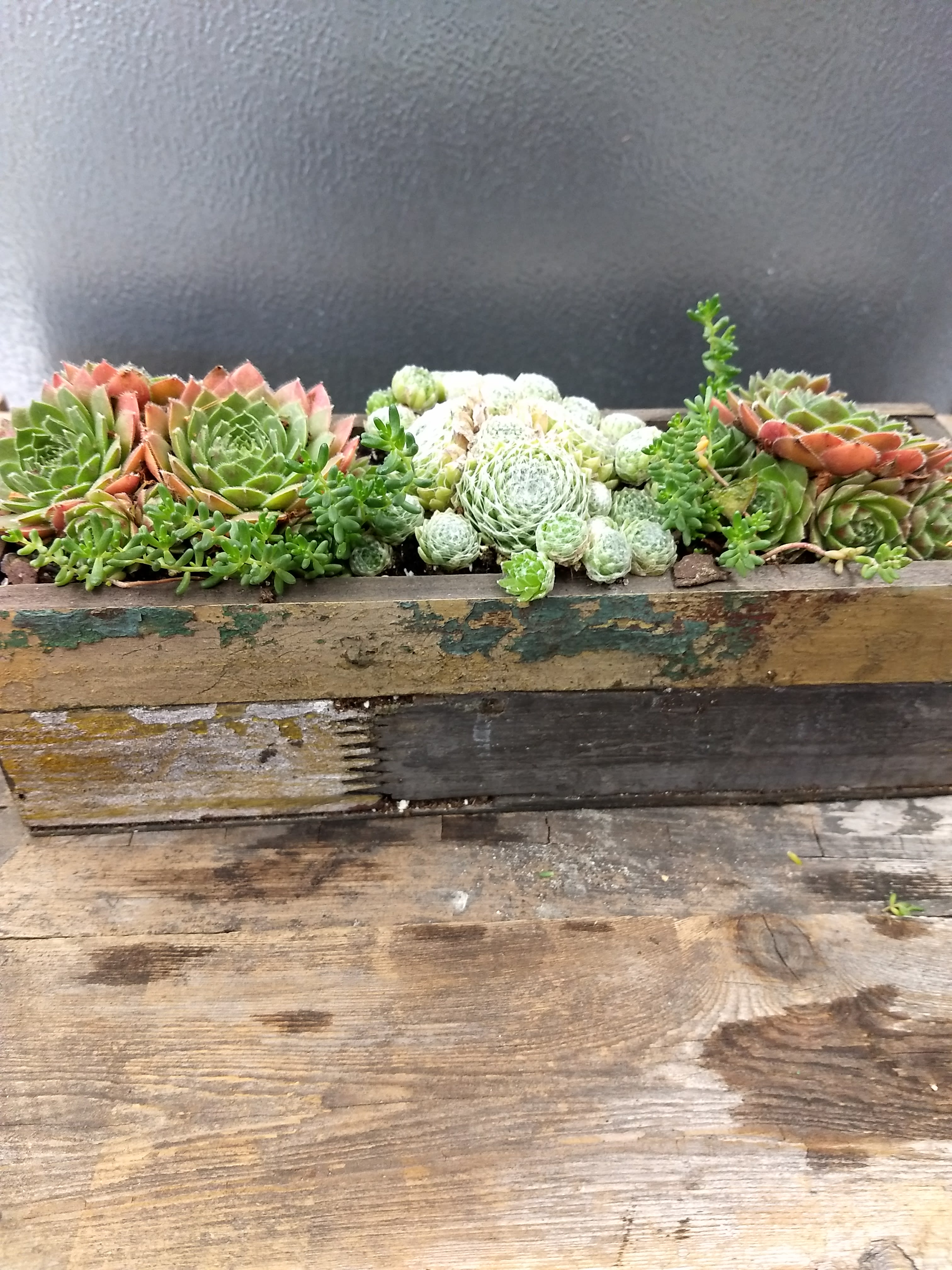 Succulent arrangement in a rustic wooden planter box