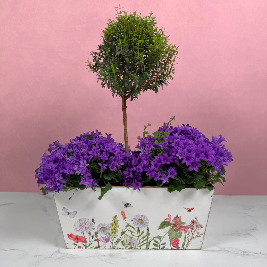 Graceful Grove Planter - Add a touch of whimsy to your home with the Graceful Grove Planter by Savilles Florist. Two magnificent purple campanula plants create a cover of blooms along a pretty wooden planter, with a painted garden of flowers decorating the front of the container. Growing in between the two campanula plants is an exciting myrtle topiary, making this a miniature grove of flowers and lush plants to admire from the comfort of your own home.  Dimensions approx. L 12" x H 18"