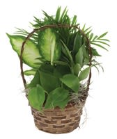Basket of green potted plants with a woven handle