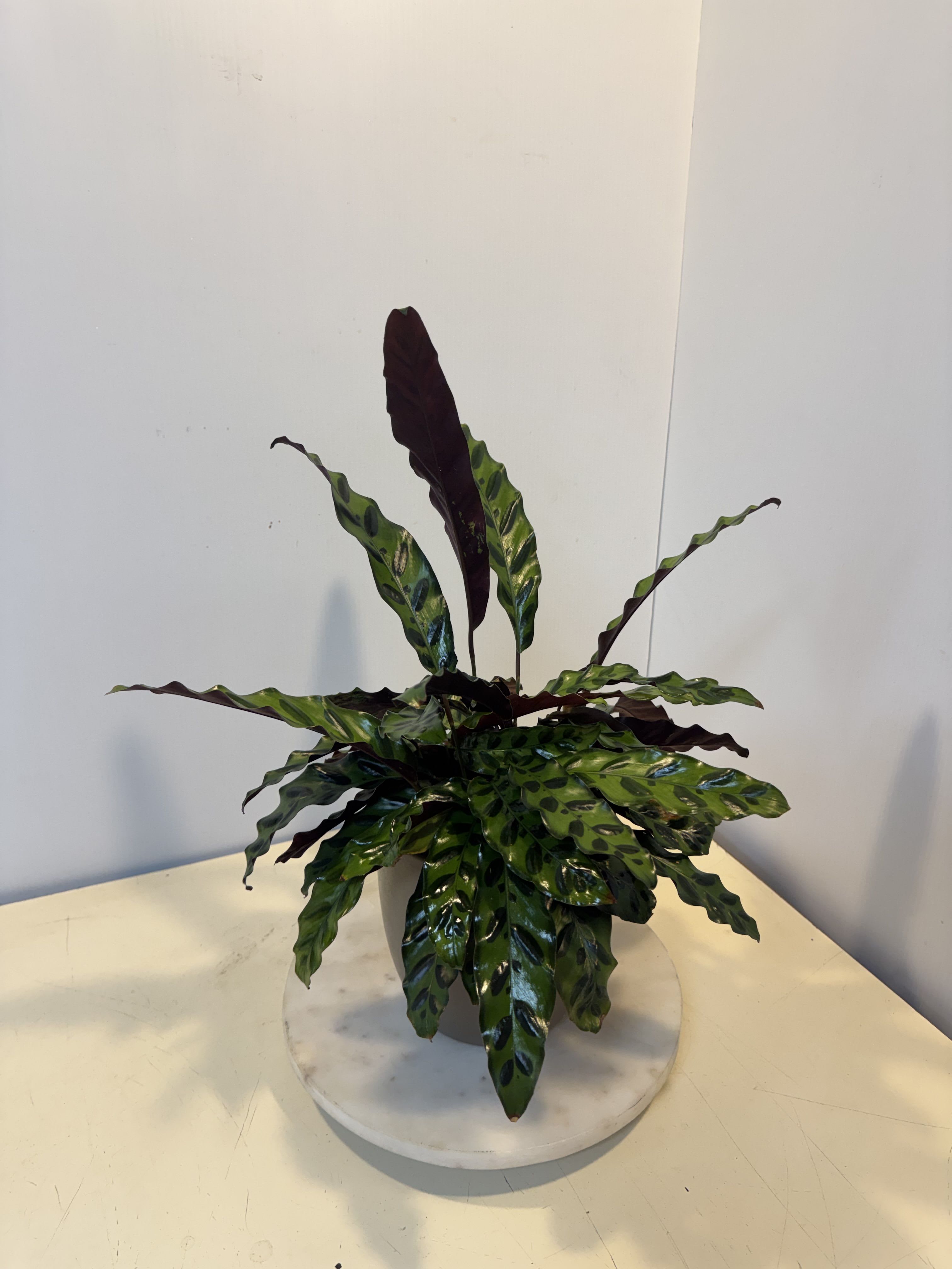 Potted calathea plant with long patterned leaves