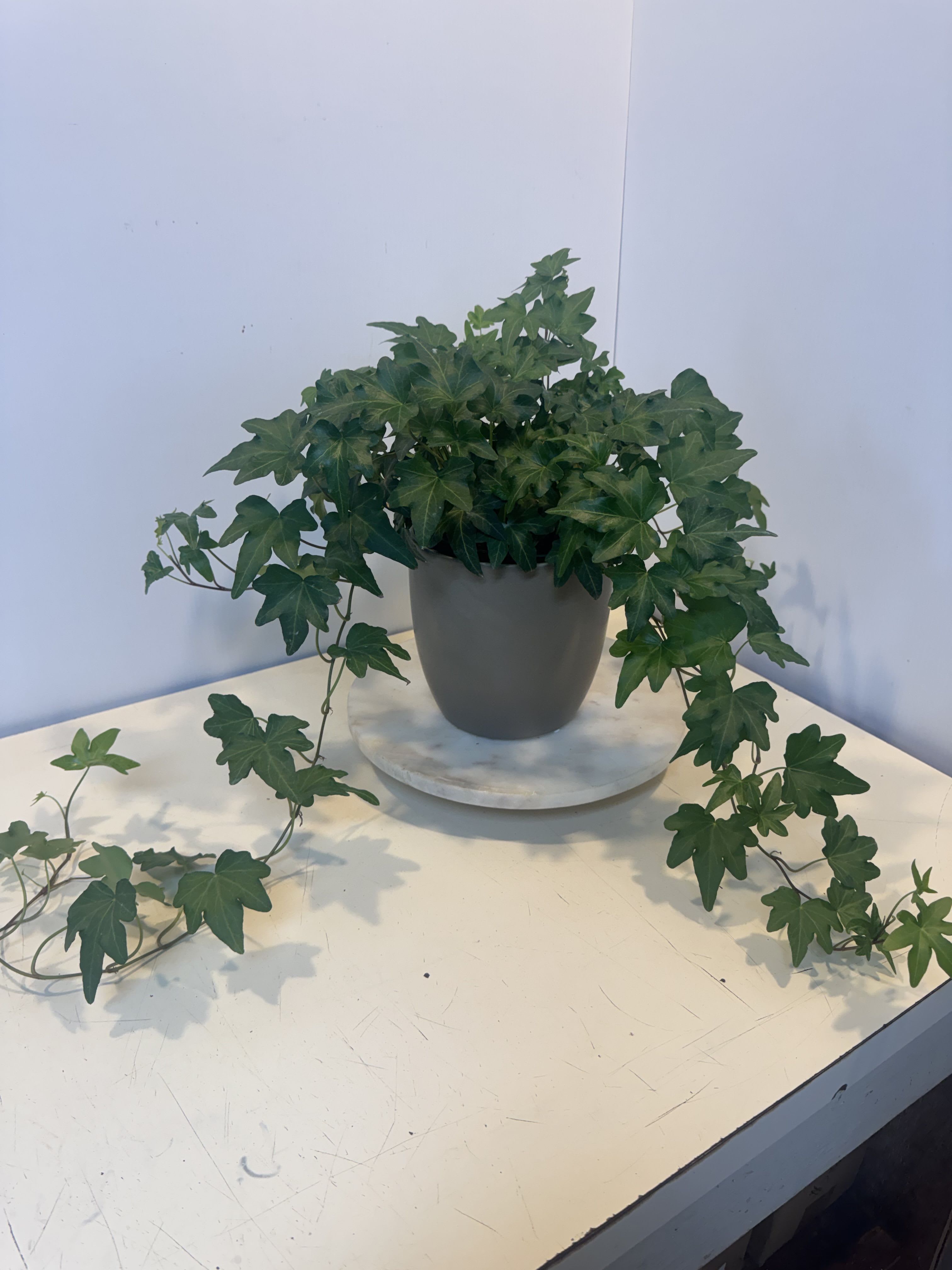 Potted ivy plant with trailing vines in a gray container