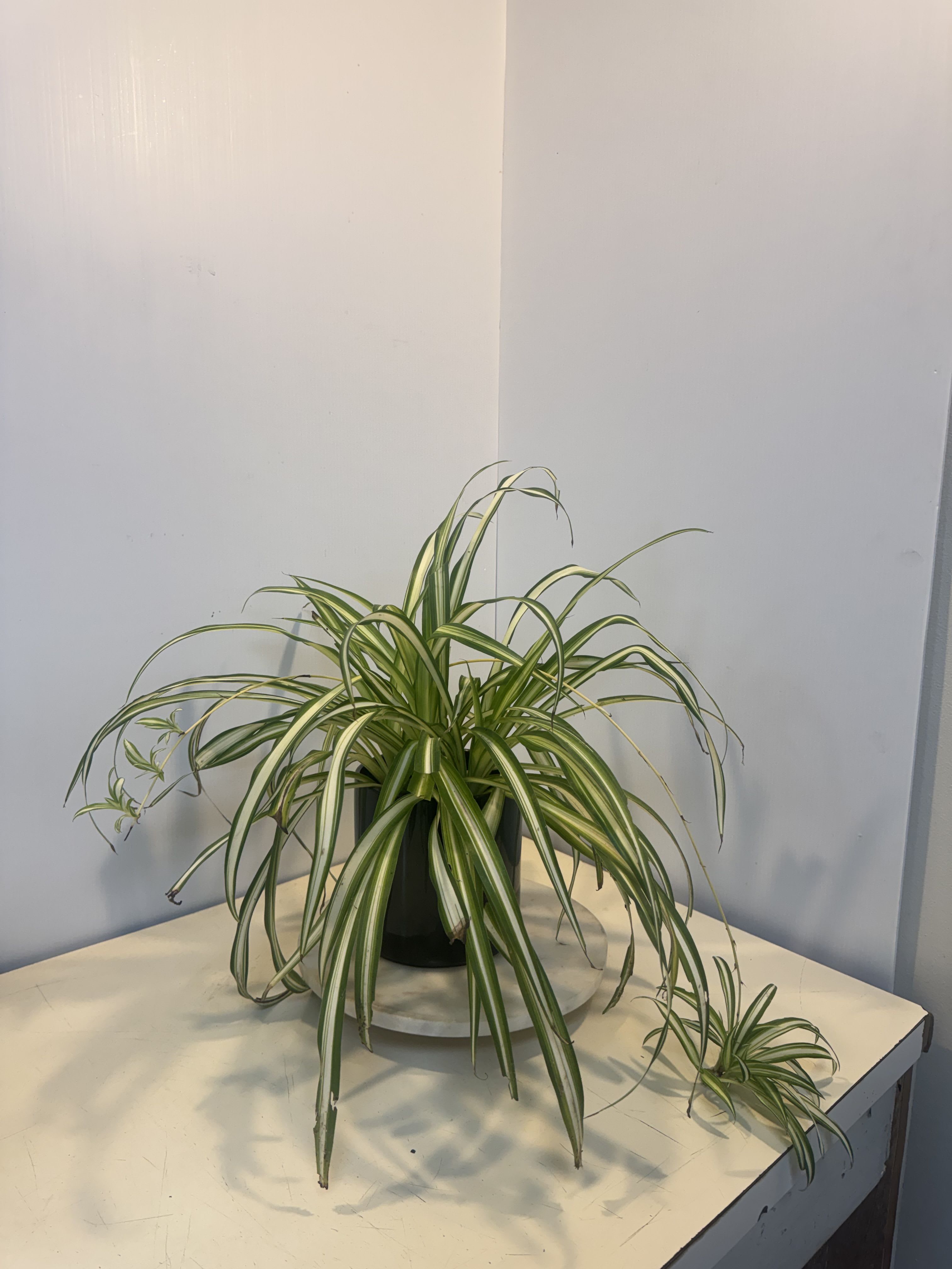Potted spider plant with long striped leaves on a table