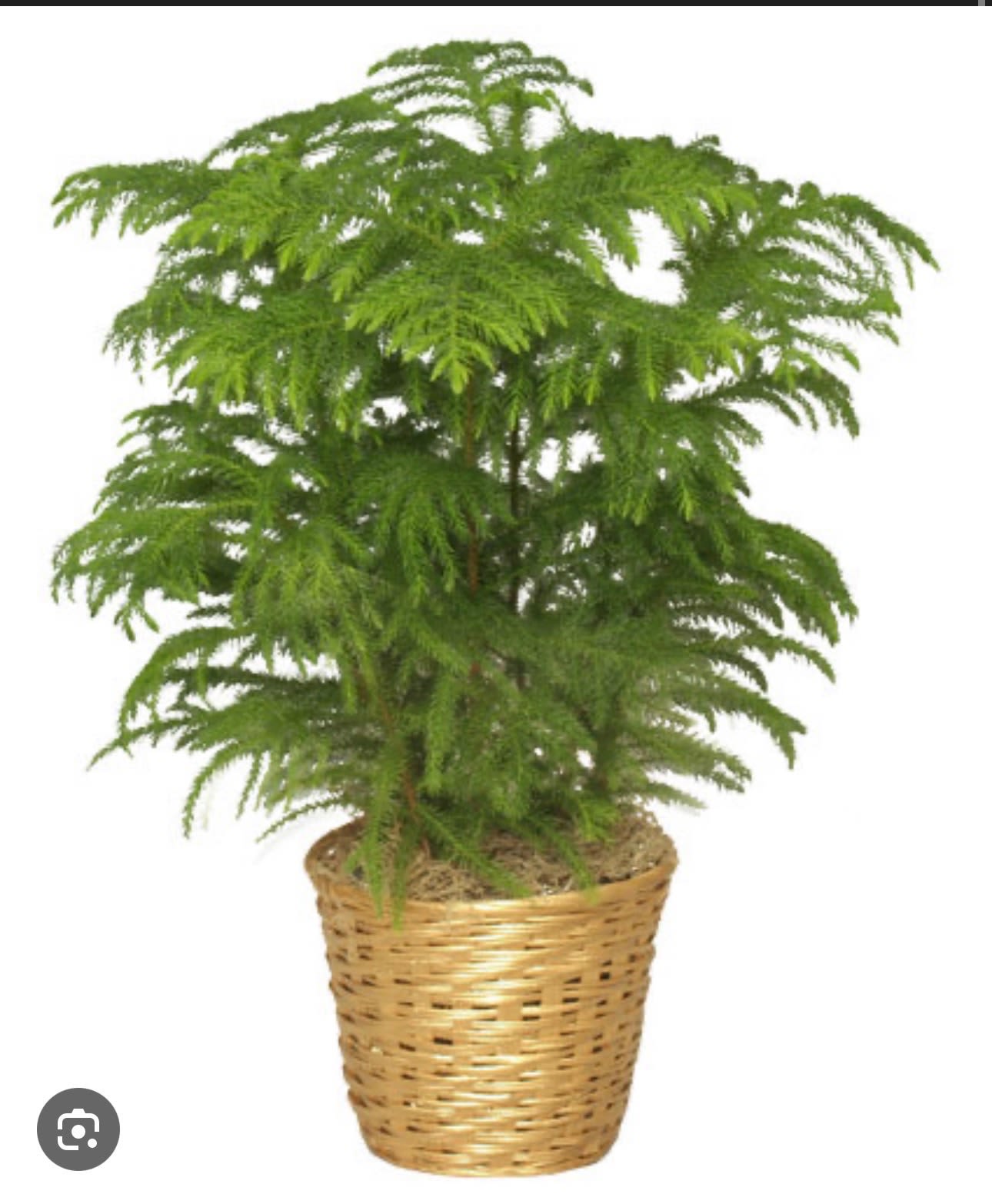 Potted green fern-like plant in a woven basket