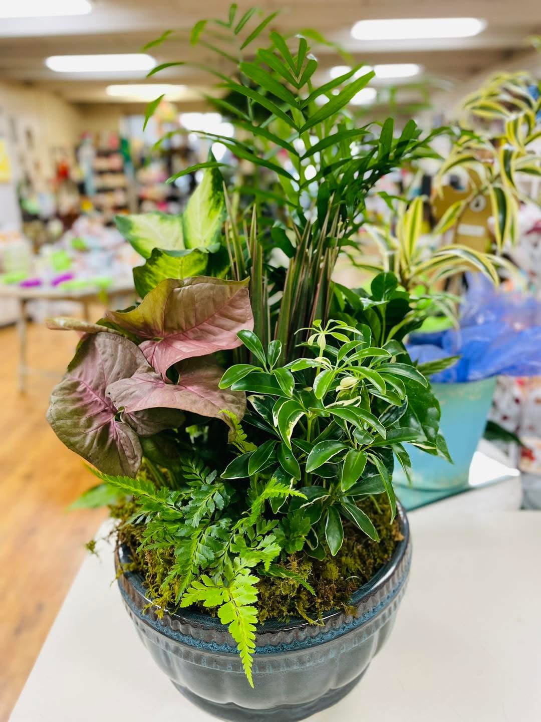 Mixed potted houseplants in a ceramic bowl planter