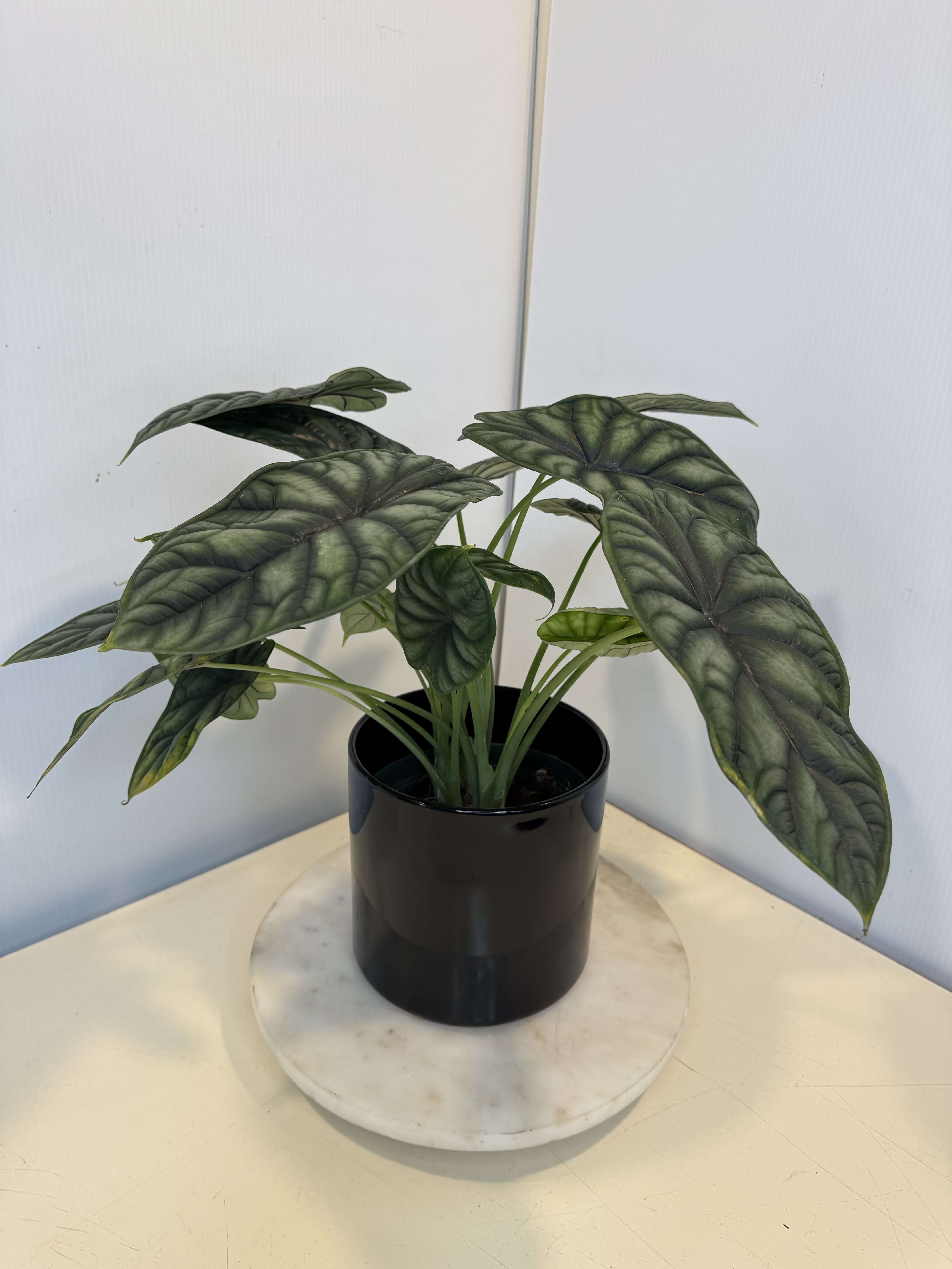 Potted plant with large dark green leaves in a black container