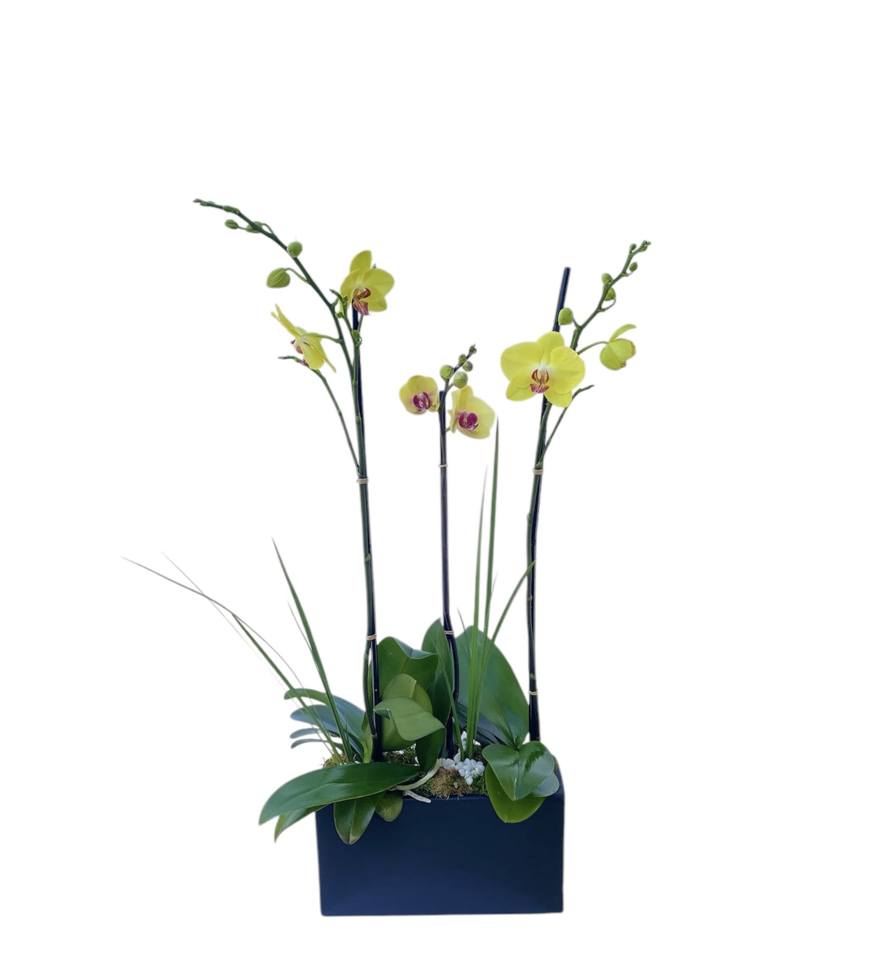 Yellow orchids in a dark rectangular planter