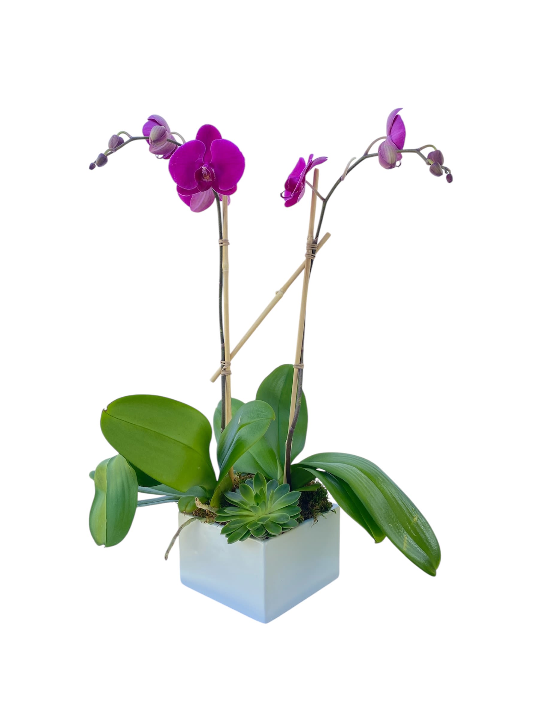 Purple orchids in a white cube planter with a small succulent