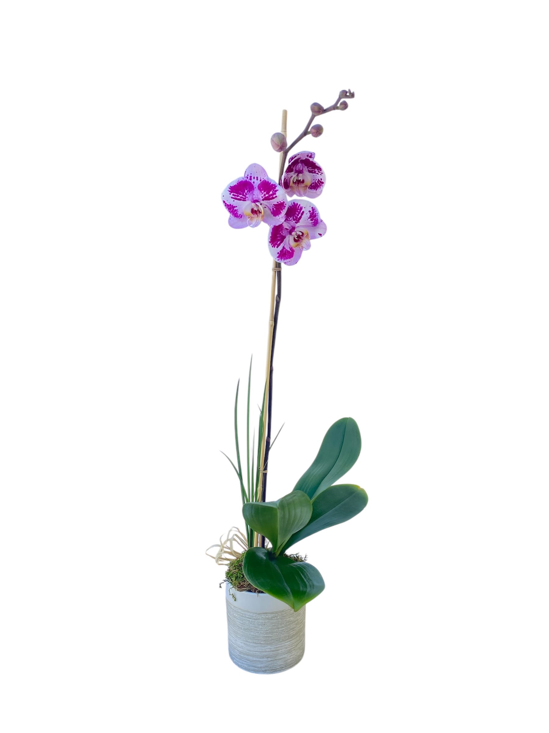 Potted orchid with pink-and-white blooms in a gray container
