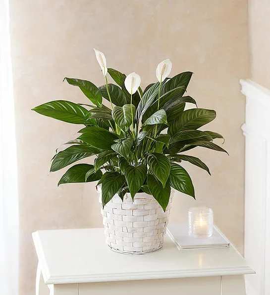 White peace lily in a woven basket on a table