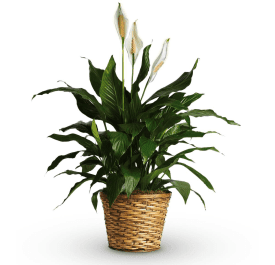 Potted peace lily plant in a woven basket