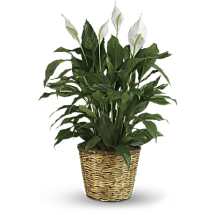 Potted green houseplant in a woven basket planter