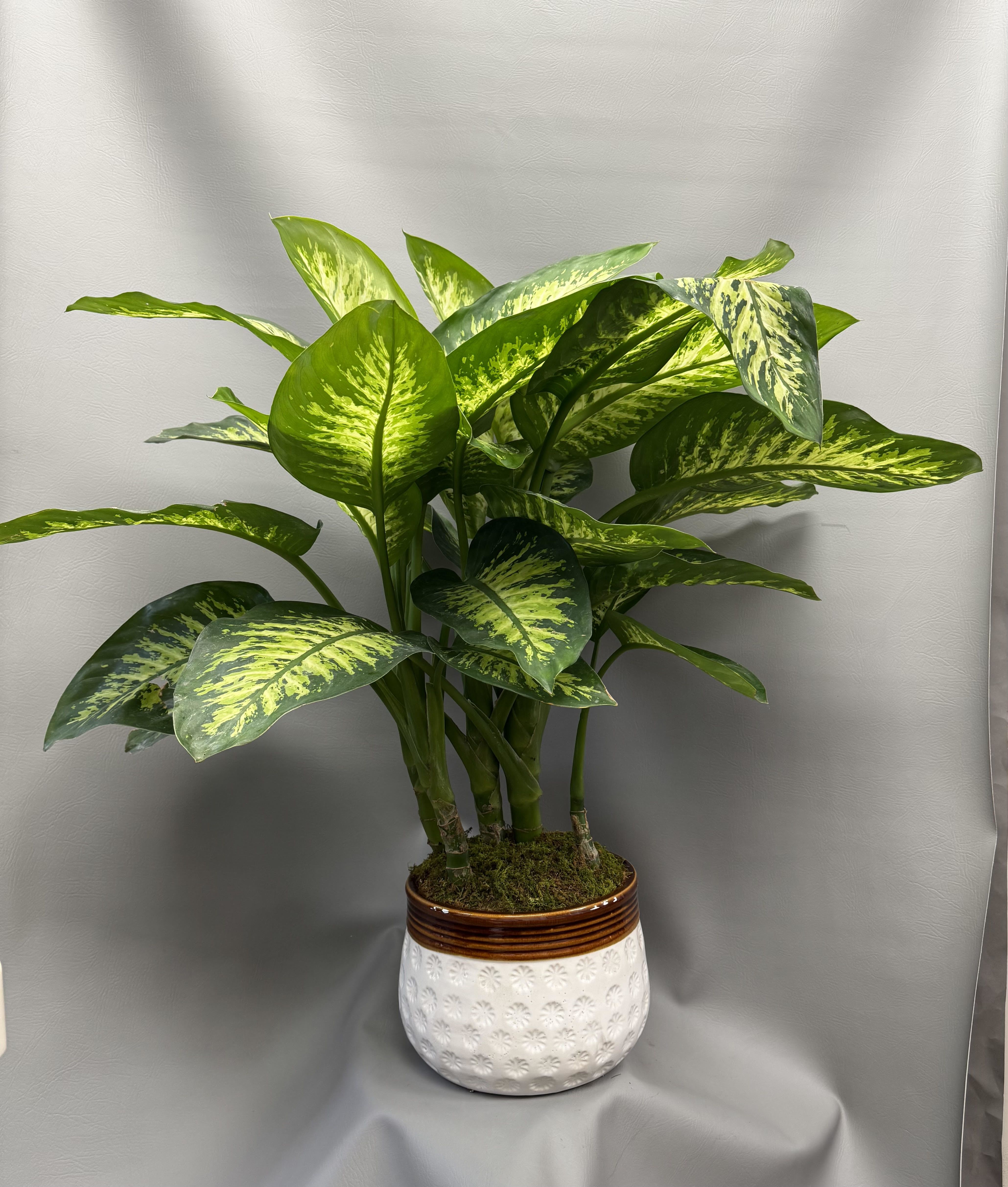 Potted variegated green houseplant in a white ceramic planter