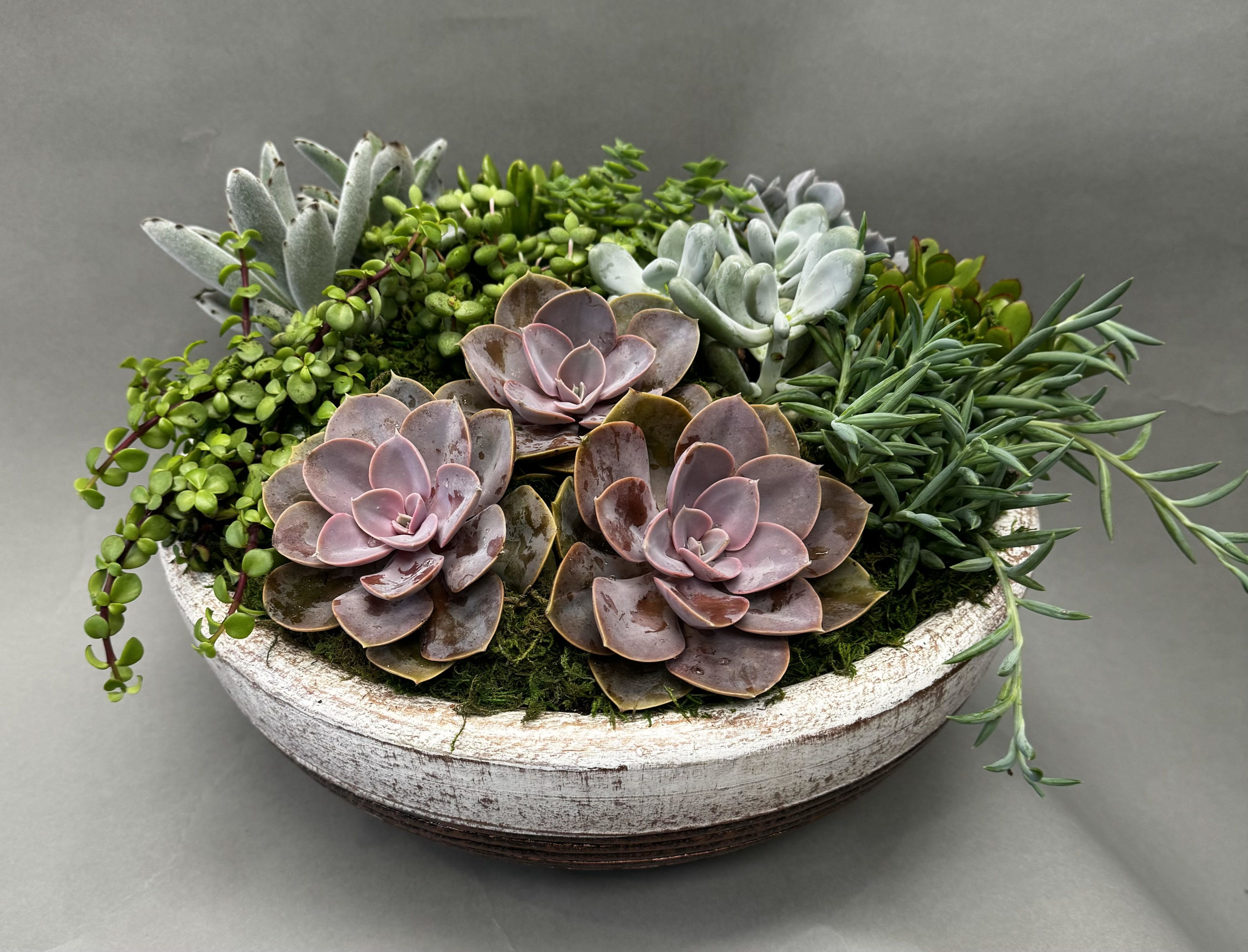 Succulent arrangement in a shallow white bowl with pink rosettes