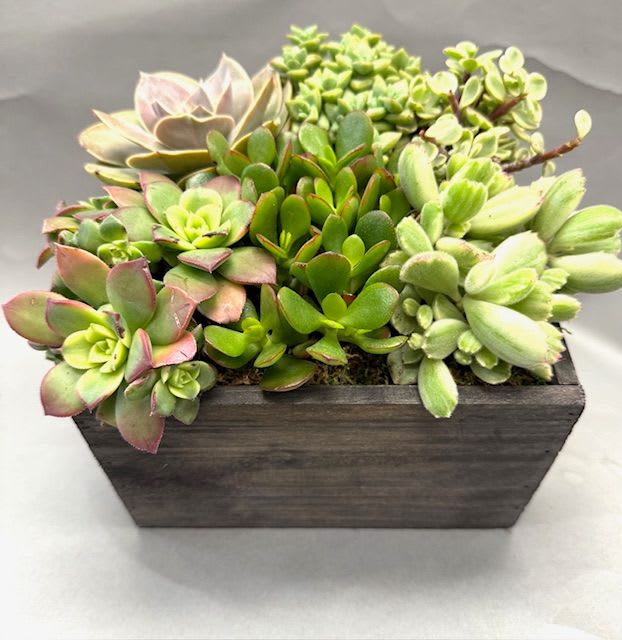 Succulent arrangement in a rectangular wooden planter