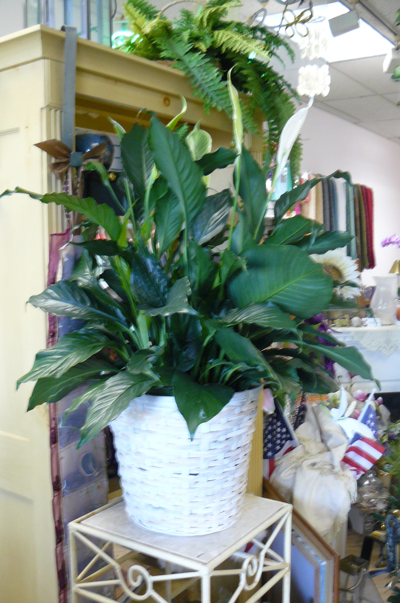 Large green potted plant in a white woven basket