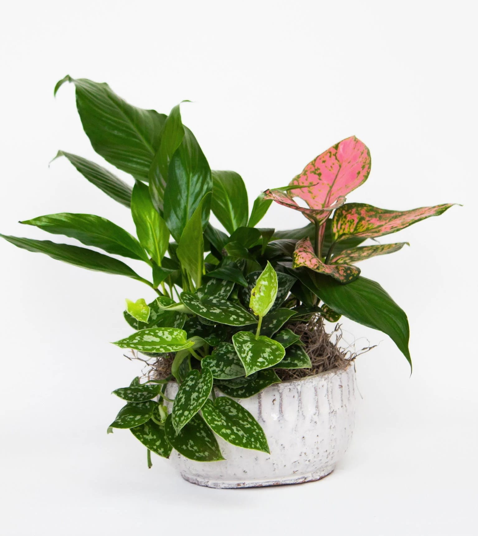 26 | Nice - A nice planter including assorted plants. Perfect for anyone who loves plants.