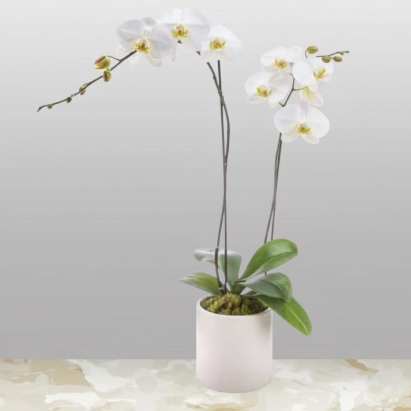 Potted white orchid plant with tall arching stems in a white cylinder pot
