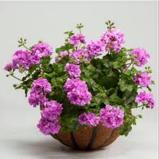 A beautiful geranium hanging basket  - A beautiful geranium hanging basket locally grown.Lighting Requirements: Full Sun - Thrives in areas with 6 to 8 hours of direct sunlight daily, preferably during the morning and early afternoon hours
