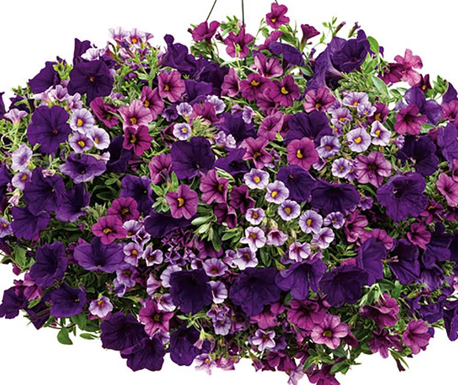 MIX PURPLE  PETUNIA  HANGING BASKET -  This annual collection also makes a perfect gift for Mother's Day, housewarming parties or other special occasions.A colourful and really large Petunia variety which has been pre planted for your convenience. In shades of lovely purple  and Lavender , this is a really bright and vibrantly beautiful mix, and also very  lovely   looking. This Surfinia Classic variety is regarded as one of the best trailing Petunias and it will go on and on blooming beautifully until the first frosts