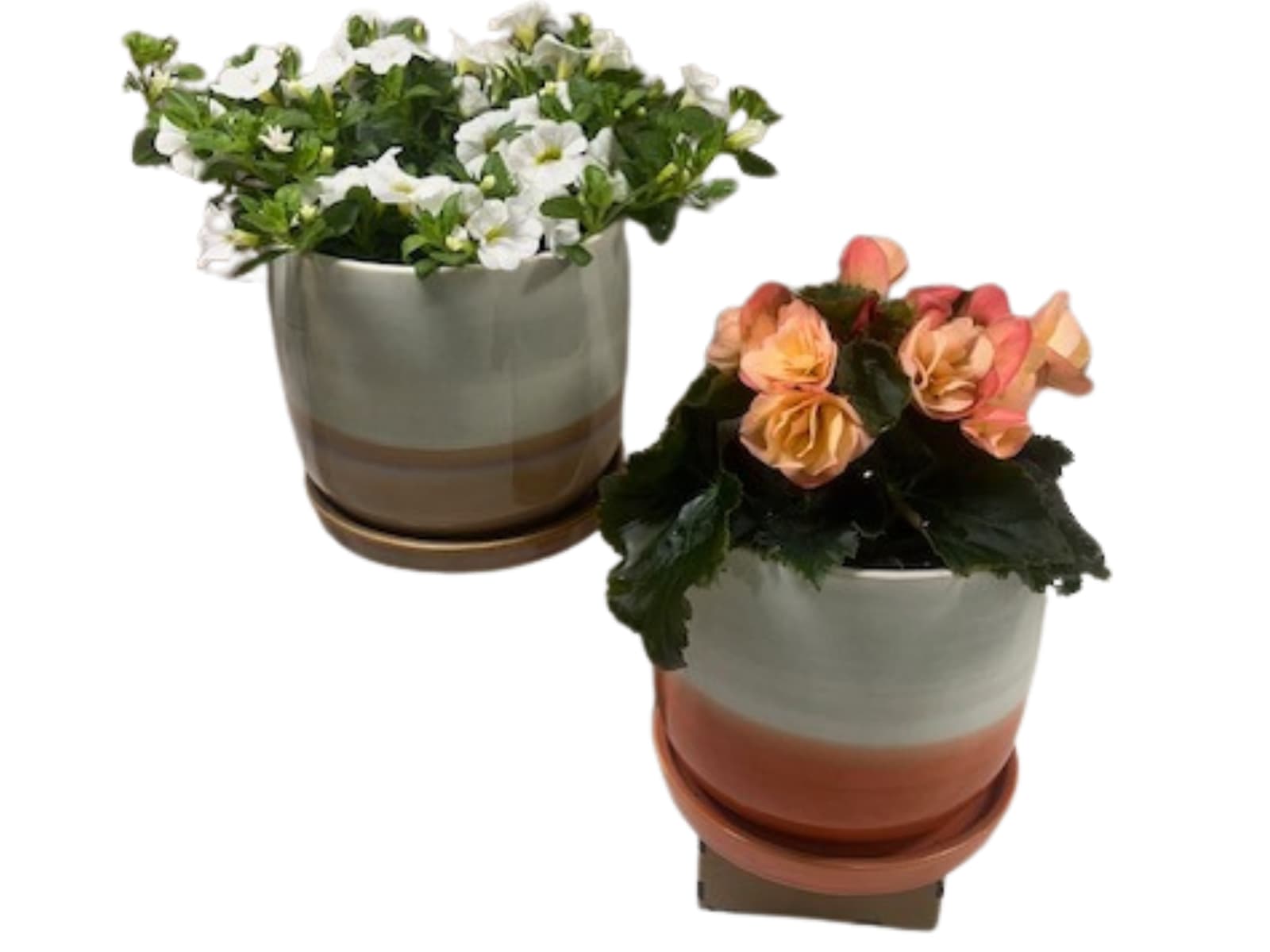 Two potted flowering plants in striped ceramic pots, one white and one peach