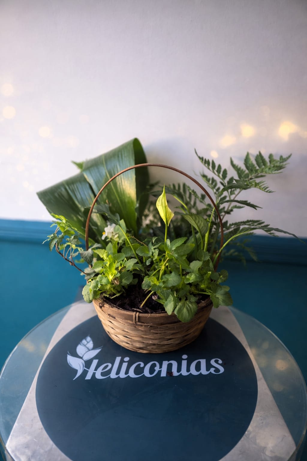 Green Garden Basket - A fresh, leafy gift that feels like a breath of nature: this Green Garden Basket is a compact plant arrangement perfect for a housewarming, thinking-of-you gift, or everyday table accent. The low, hand-woven basket and its curved handle give it a rustic, homey presence that says "welcome" without needing words-perfect for the person who prefers living, green décor over cut flowers.  Inside, mixed green plants create layered texture-broad glossy leaves mingle with finer, fern-like fronds for contrast and depth. The arrangement is intentionally low and compact, making it easy to place on a side table, kitchen counter, or office desk. Presented in a natural woven basket, it arrives ready to display and adds instant warmth and life to any room.