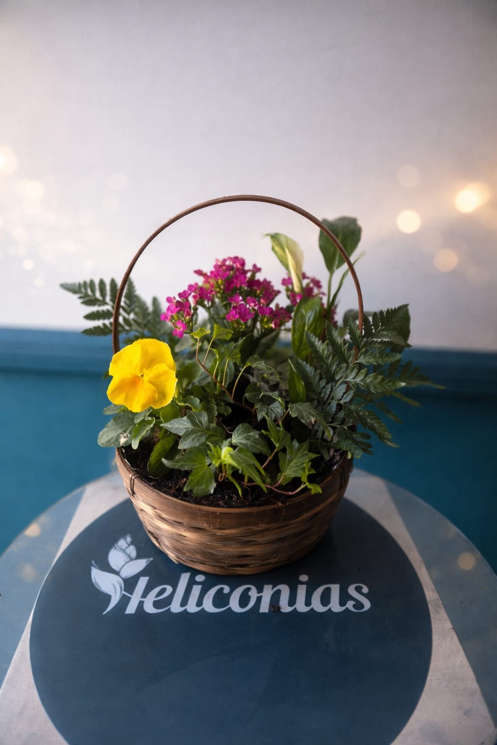 Color Harmony Garden - A bright yellow bloom greets the eye in this casual garden-style flower arrangement-a cheerful everyday gift for birthdays, housewarmings, or to let someone know you're thinking of them. The mix reads like a little patch of spring: lively pink clusters lift the composition, white accents brighten the mix, and deep green foliage gives it a fresh, natural silhouette that makes the recipient feel comforted and seen.  Arranged as compact potted plants in a woven basket with a curved metal handle, the design brings a homey, cottage-garden charm to tabletops or entryway consoles. The combination of textures-from the soft pink sprays to the glossy green leaves and the single sunny yellow focal bloom-creates visual contrast without fuss. Ideal for anyone who prefers a living, long-lasting gift, this arrangement arrives ready to display; light watering and bright, indirect light will keep the plants healthy and looking their best.