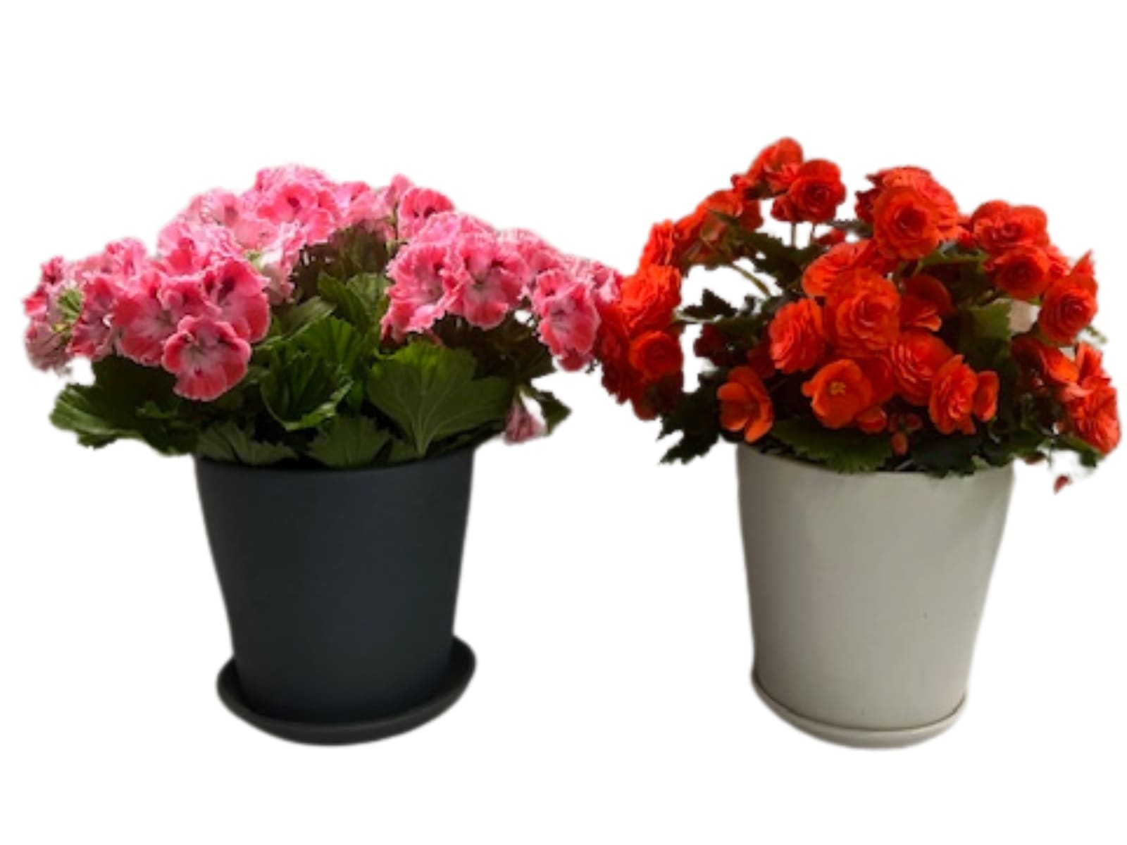 Two potted flowering plants with pink and orange blooms