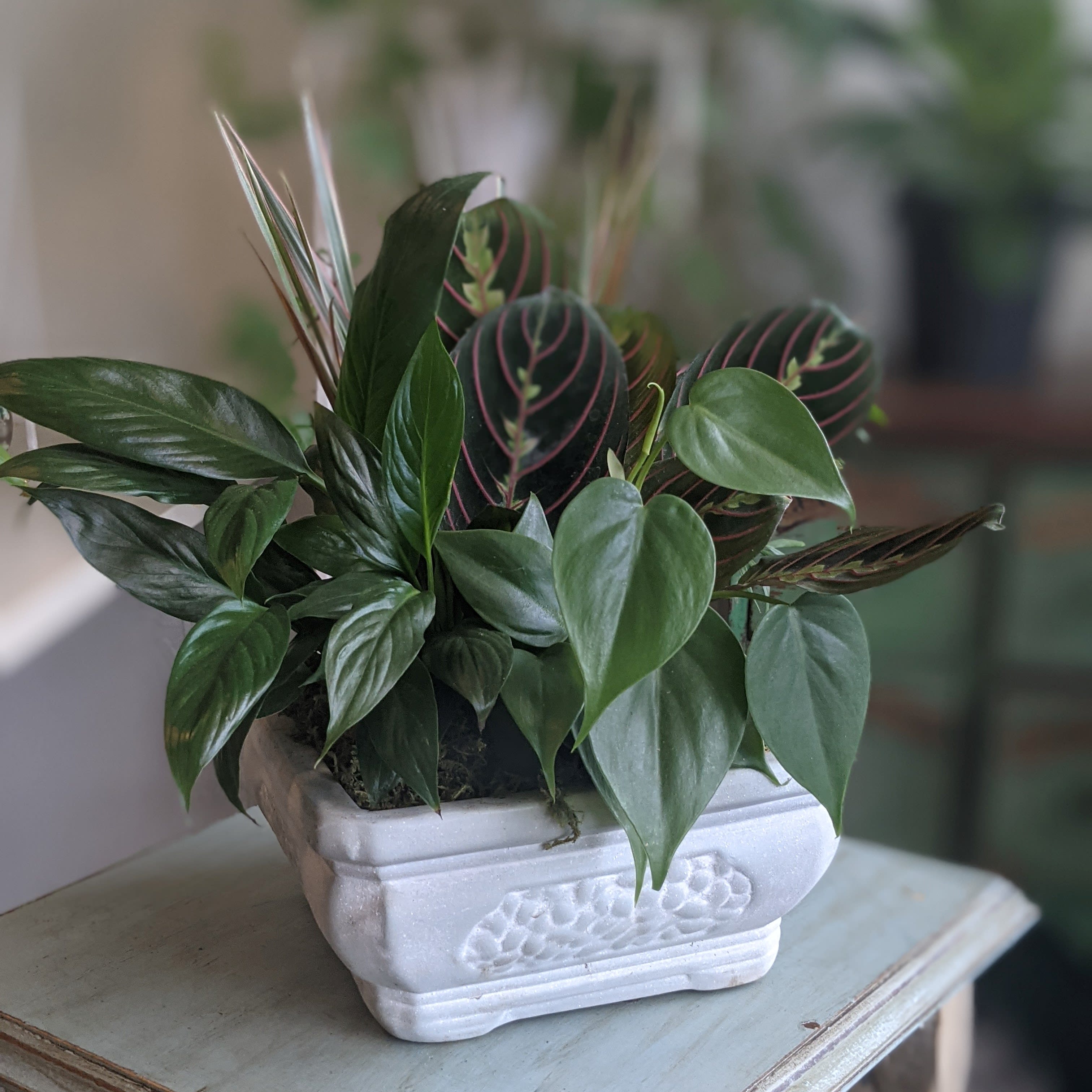 Green Foliage Dish Garden - The perfect addition to any home or office, dish gardens are a great gift for those looking to add a little plant life in their life. They come in a variety of different style ceramic containers and will vary in composition from those pictured. Easy to care for, just place in a bright room with indirect sunlight and water sparingly. 