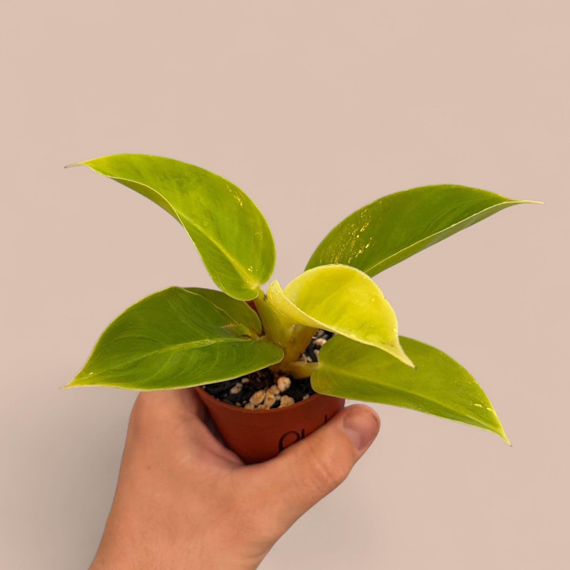 Philodendron Moonlight - The Philodendron ‘Moonlight’ is a fluorescent hybrid known for its brilliant, neon-yellow to chartreuse new growth. As the heart-shaped leaves mature, they transition into a vibrant lime or emerald green, creating a luminous, multi-toned effect. This self-heading variety grows in a compact, bushy clump rather than vining, making it a perfect low-maintenance accent for tabletops or shelves.