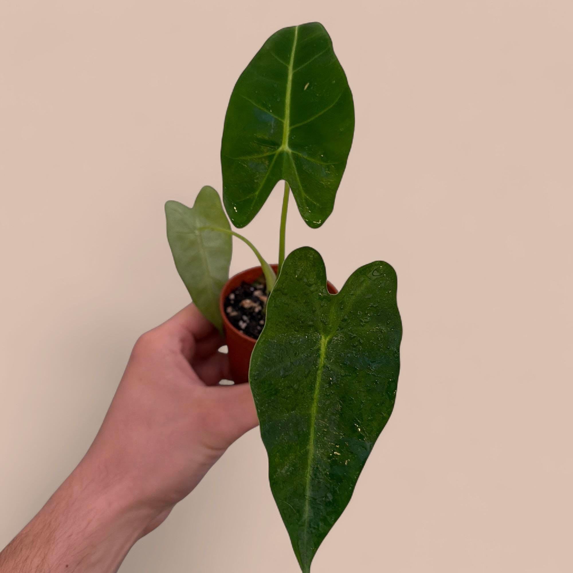 Alocasia Velvet Elvis - The Alocasia micholitziana ‘Velvet Elvis’ is a striking tropical hybrid known for its deep, obsidian-green foliage with a luxurious matte velvet texture. Its heart-shaped leaves feature a dramatic contrast of bright white veins and a pronounced midrib. Often referred to as a "Dwarf Frydek," it maintains a more compact, bushy habit compared to larger Alocasia varieties, making it an excellent choice for smaller indoor spaces.