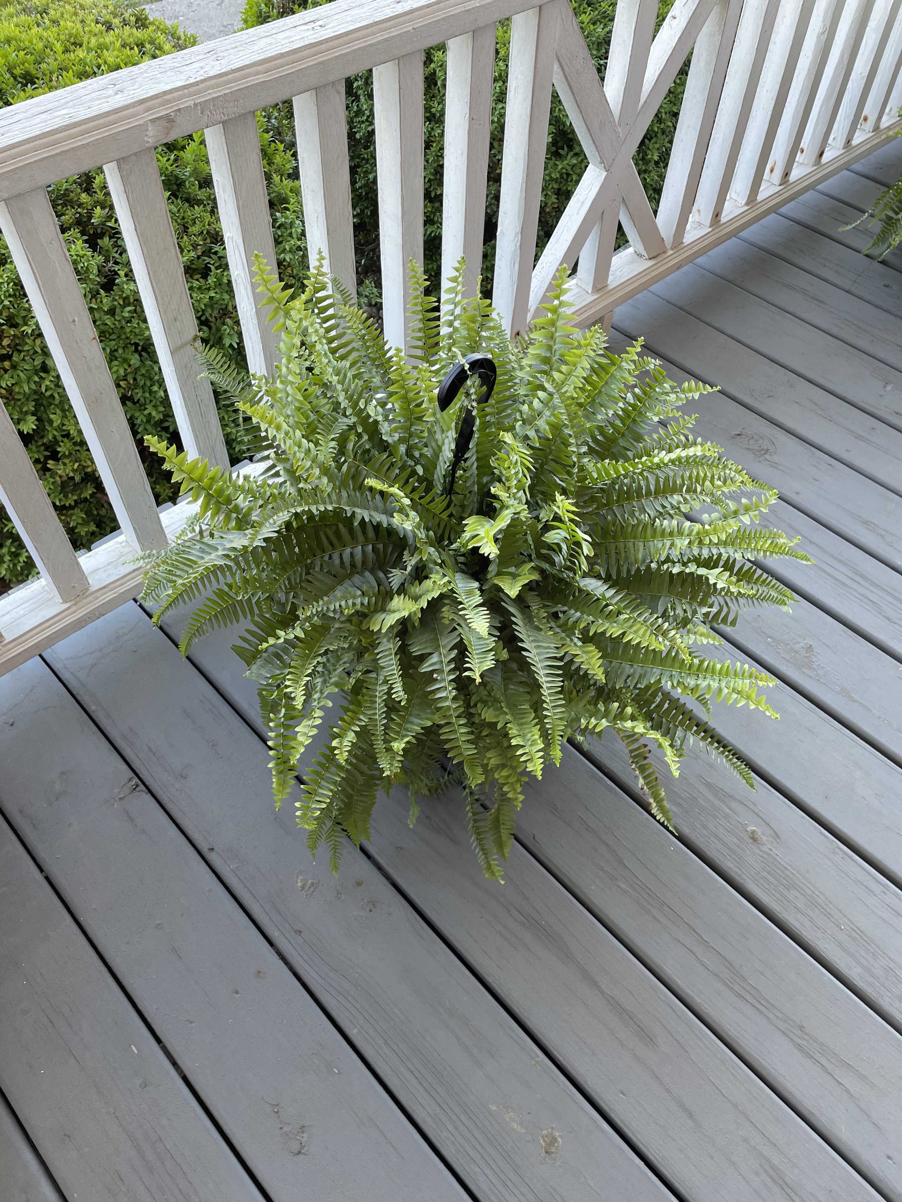 Potted fern plant with arching fronds on a porch