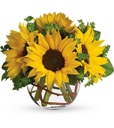 Sunny Sunflowers - Whoever receives this all-around stunning bouquet is sure to be bowled over by its bold beauty! Sunflowers steal the show in this simple arrangement. Also featured: green bupleurum, salal leaves, and curly willow inside the glass bubble bowl.  Approximately 12" W x 10" H T152-2A Deluxe : T152-2B Premium : T152-2C
