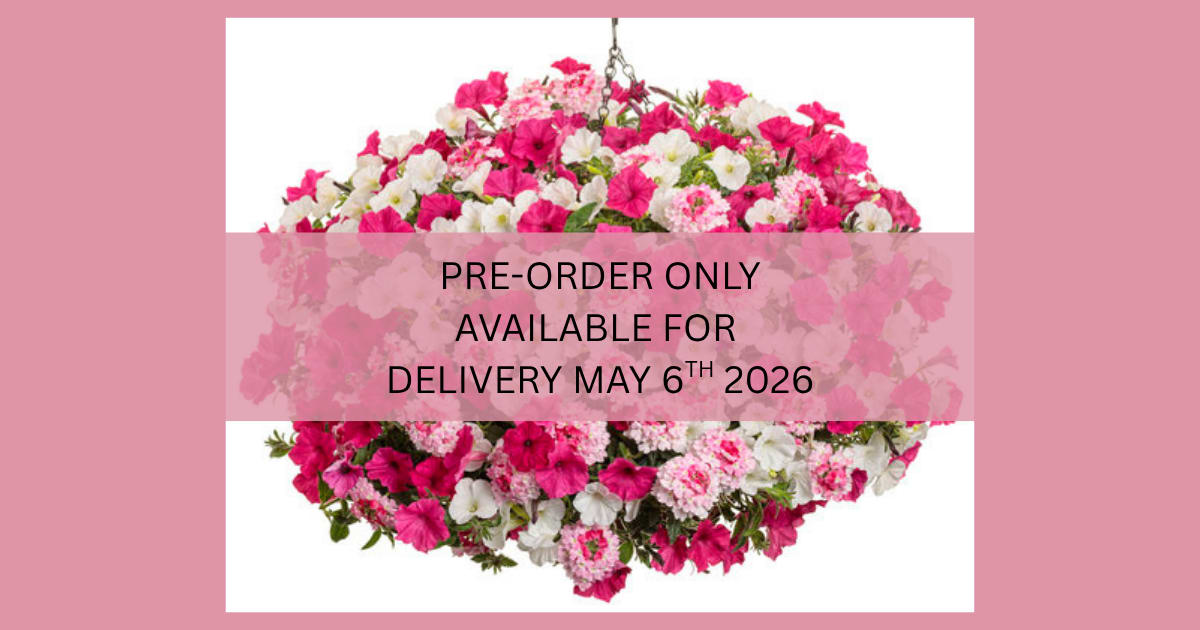 *** PRESALE****  Hanging Basket &amp; Porch Pot Combo- Available May 6th - Celebrate Mom with a burst of beautiful blooms! Our Petunia Porch Pot &amp; Hanging Basket Combo is the perfect way to brighten her day and her home. Overflowing with vibrant, cascading petunias, this duo adds instant charm to any porch, patio, or entryway.   Please Note: Colors may vary, making each combo uniquely beautiful.