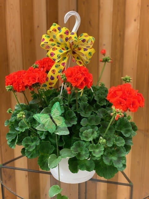 GERANIUM HANGING BASKET - COLORFUL HANGING GERANIUM BASKET - COLOR MAY VARY BASED ON AVAILABILITY