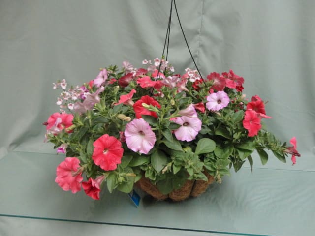 Hanging basket of pink and red petunias