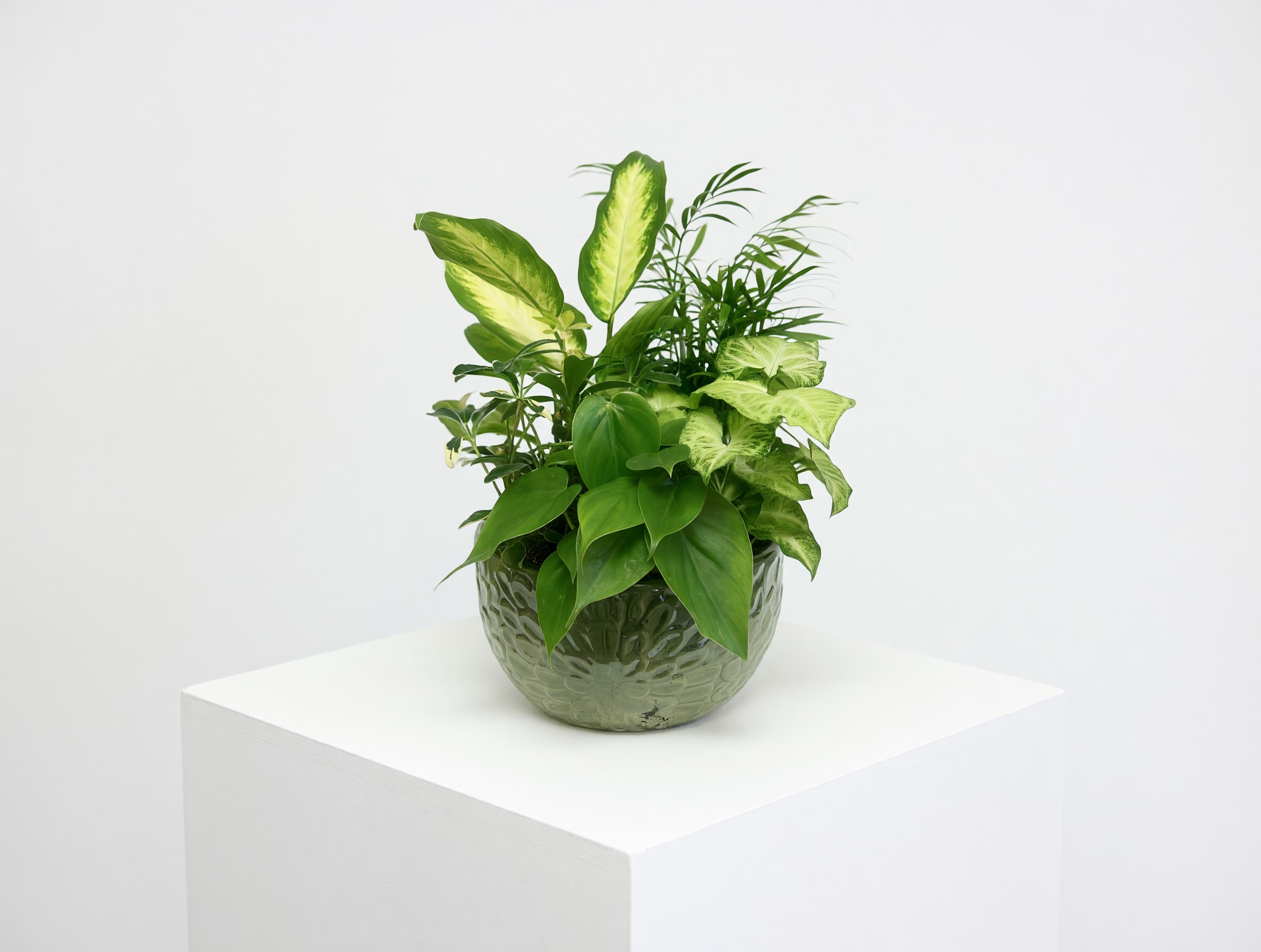 Plant Haven (Plants and container vary) - A lush blend of vibrant greenery and blooming beauty, our Plant Haven is a peaceful oasis in one elegant arrangement. Designed with a mix of hardy indoor plants and seasonal accents, this garden-style piece brings lasting freshness to any room. Presented in a decorative container, it makes a thoughtful gift for sympathy, celebration, or everyday encouragement.  Please note: Plant varieties and containers may vary based on availability, ensuring each Plant Haven is unique and full of charm.