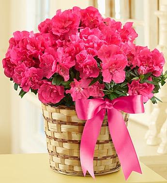 Awesome Azalea  - Our beautiful pink azalea makes a stunning gift or addition to your home décor. These bold, bright blooms will bring a fun pop of color to any space. 