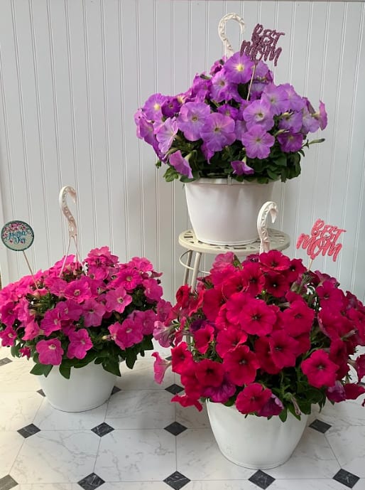 Three potted petunia arrangements in pink and purple