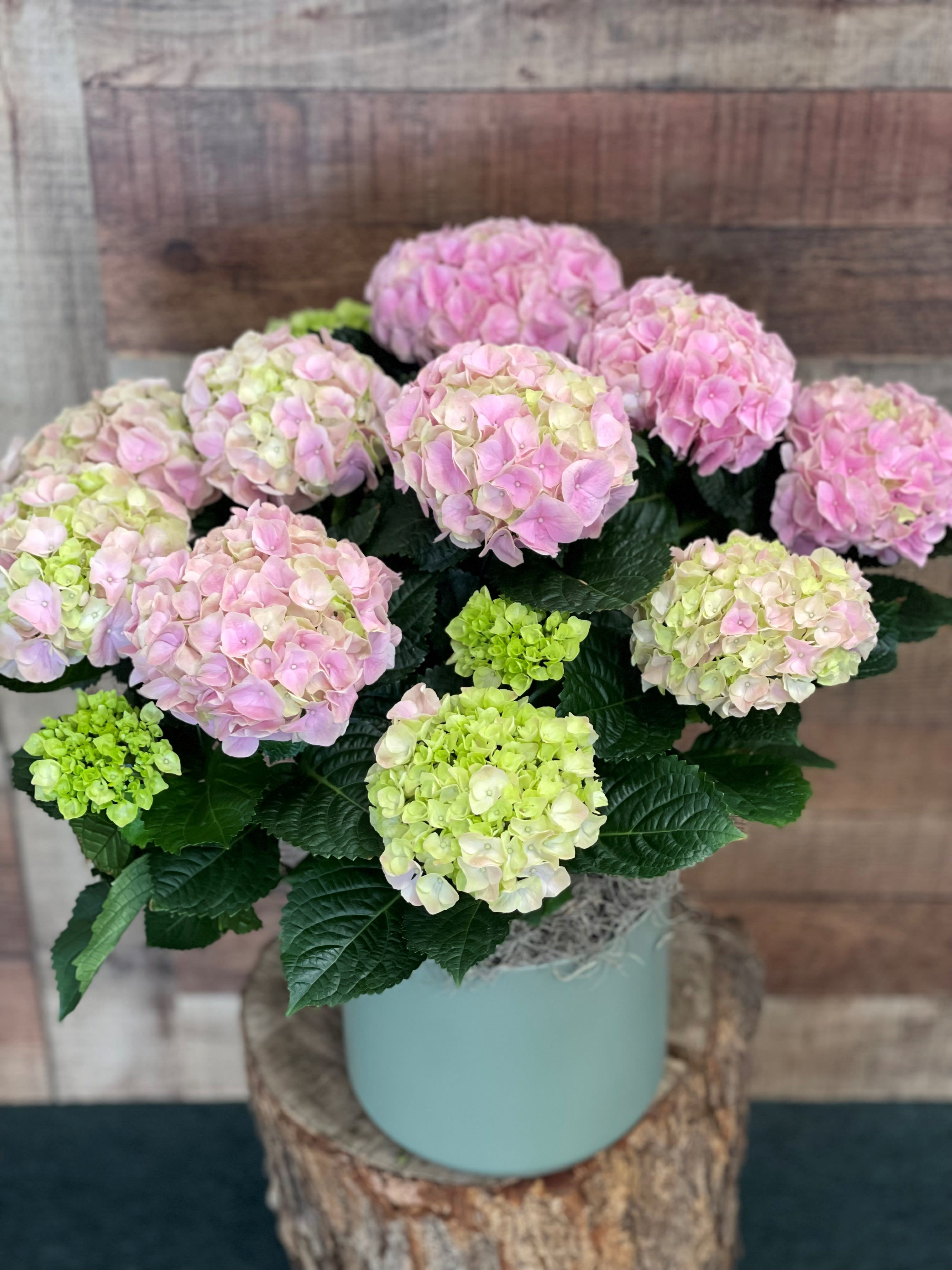 Potted Heavenly Hydrangea - Pink - Big, beautiful blossoms of pretty petals make the pink hydrangea a popular gift. Always appreciated, this versatile selection is perfect for a birthday, housewarming, thank-you, whatever. Beautiful to look at and easy to grow, no wonder it's America's darling. A lovely pink hydrangea is delivered in a decorative container. Simply charming! 8" Pot Size, decorative pot may vary.       