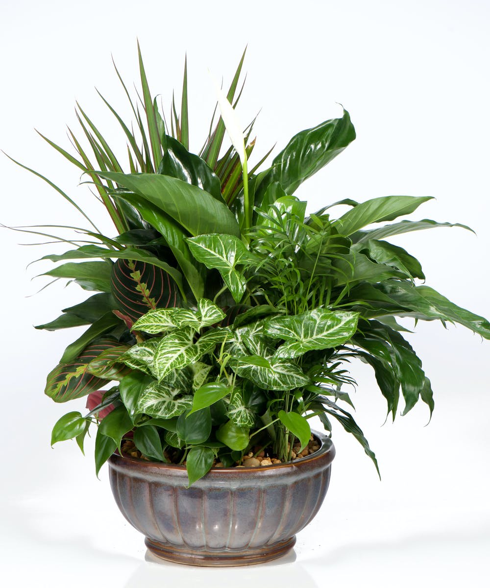 Mixed green houseplants with one white bloom in a round ceramic bowl planter