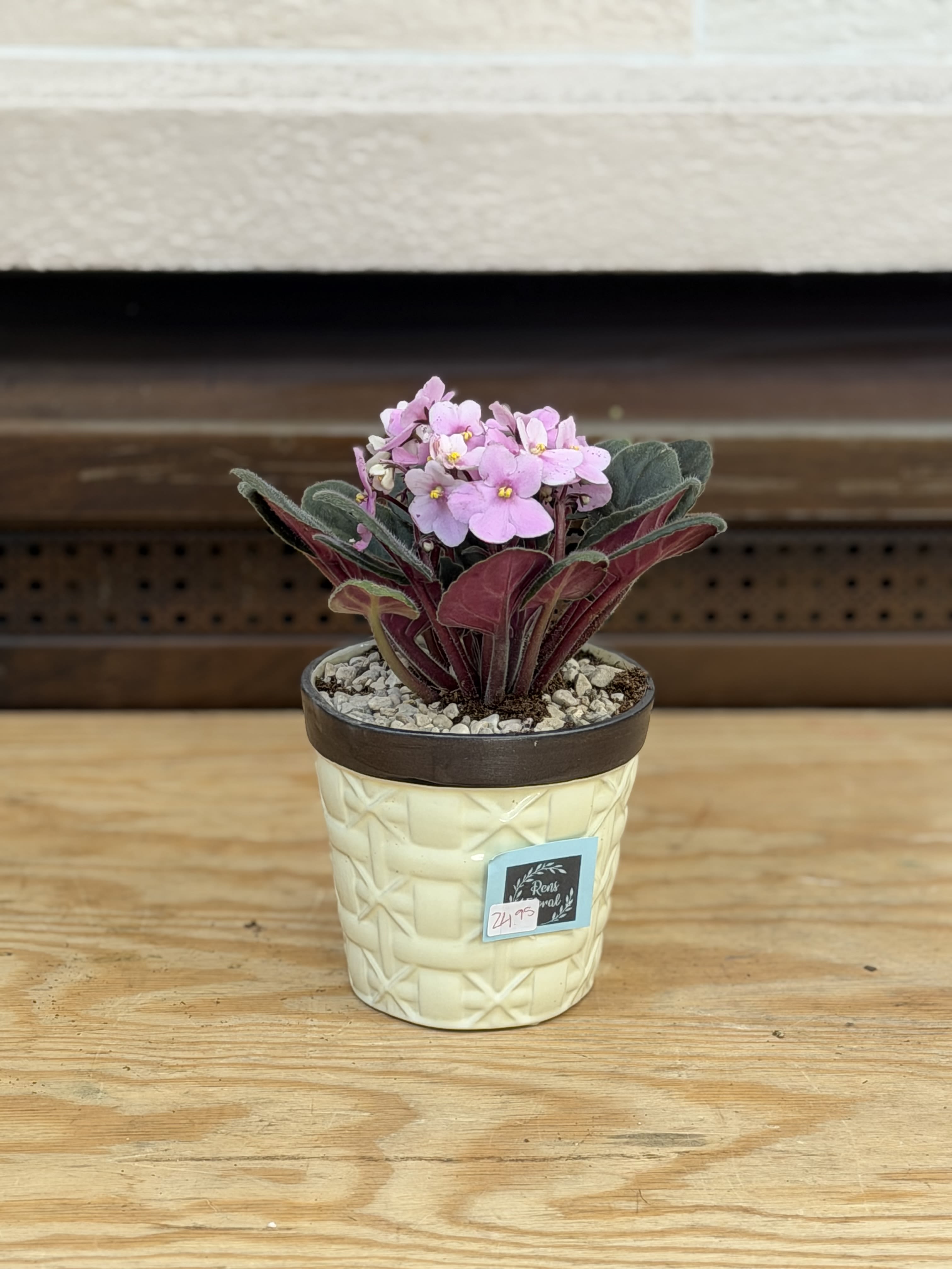 Ceramic Pot African Violet  - A ceramic, patterned pot with a 4" African Violet 