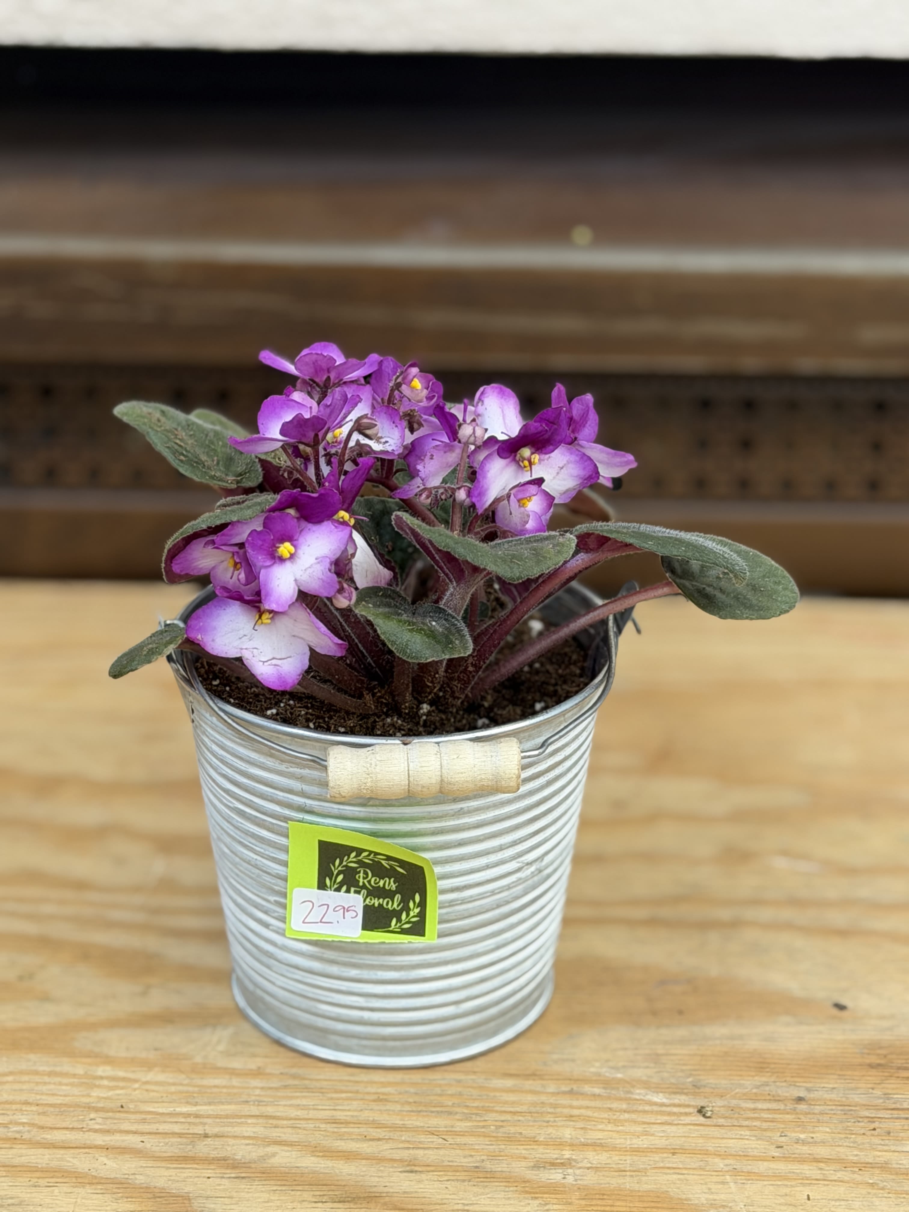 Tin Bucket African Violet  - A 4" Tin Bucket with an African Violet.